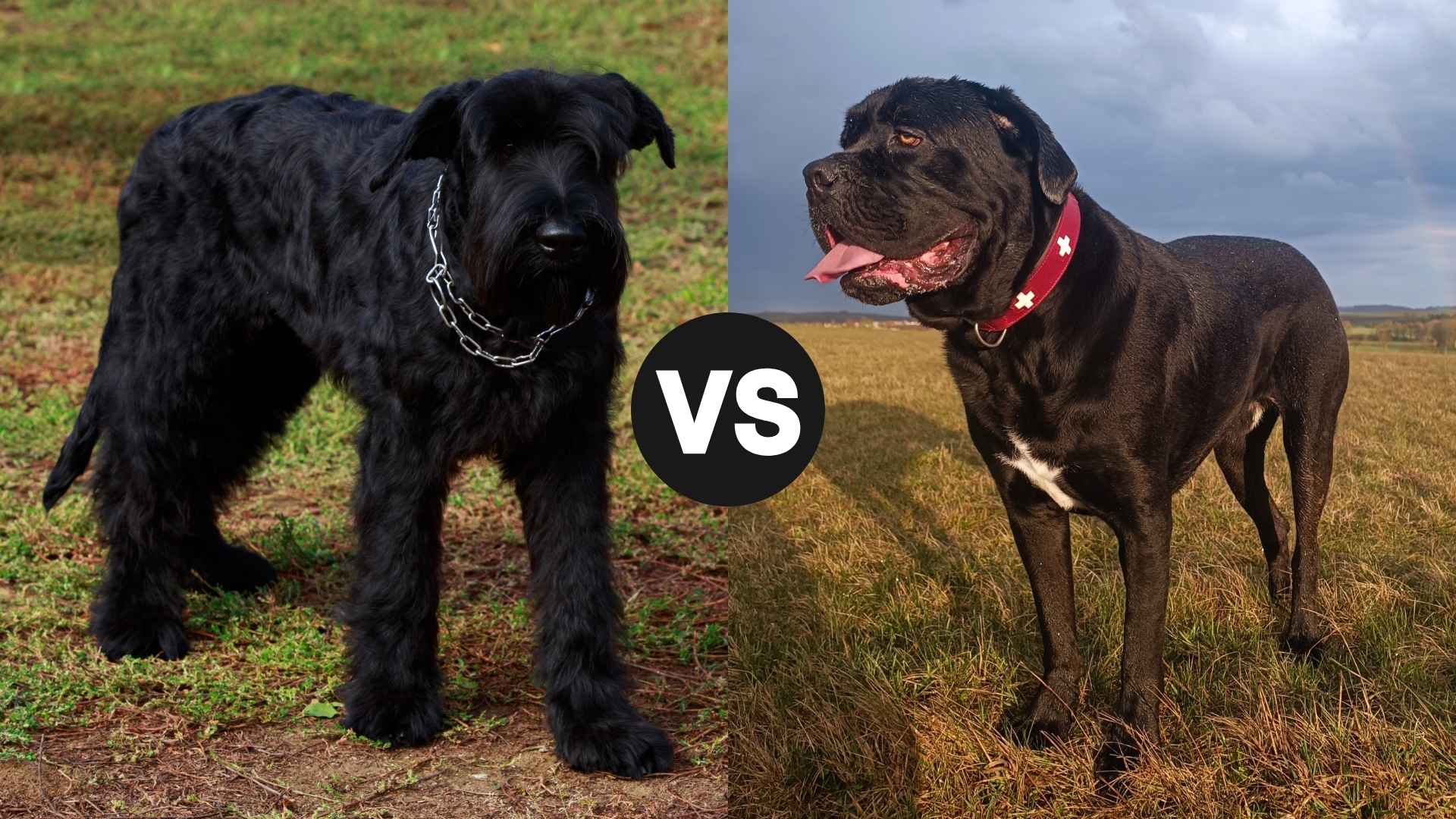 Giant Schnauzer vs. Cane Corso: Side-by-Side Breed Breakdown