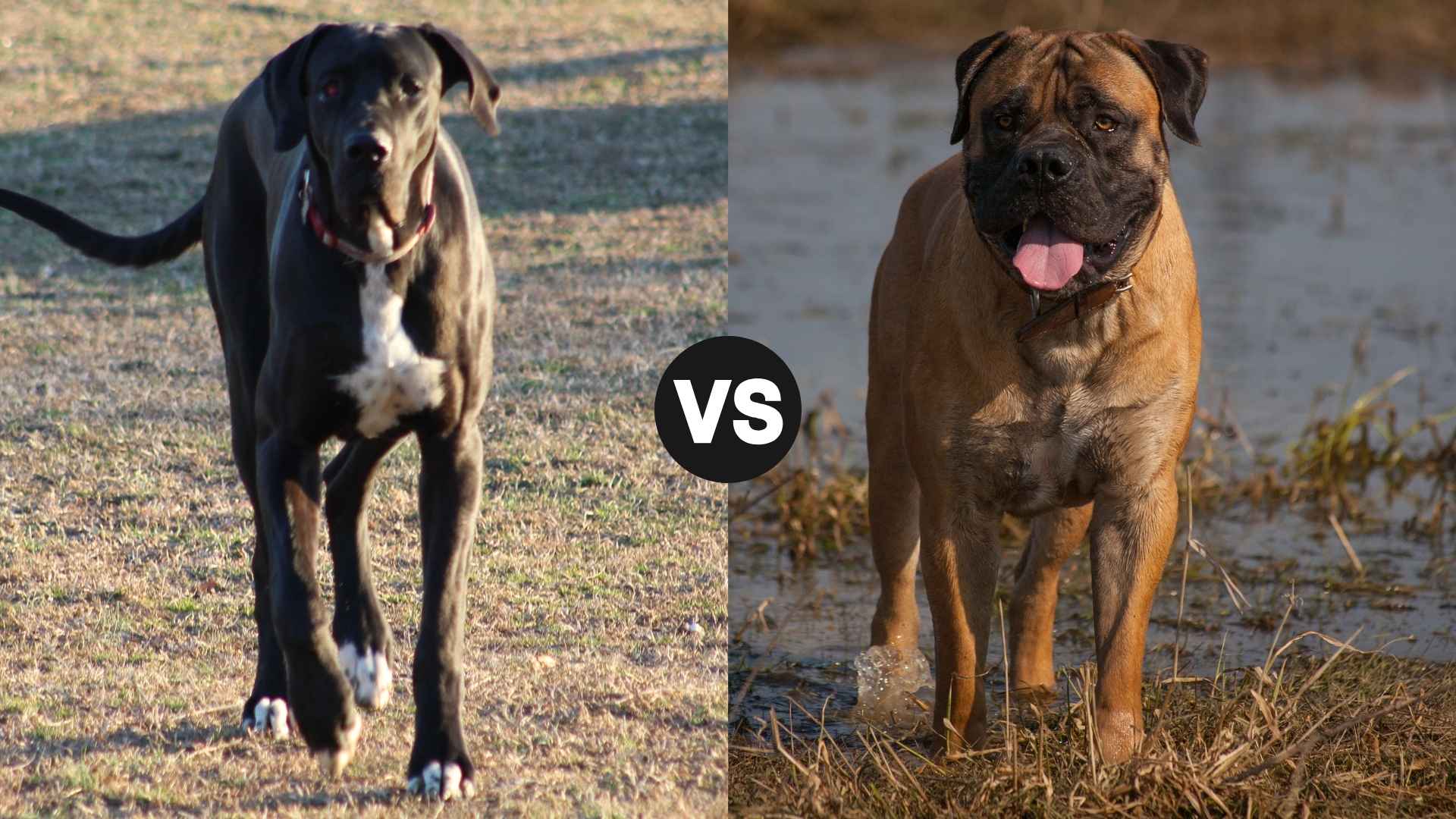 Great Dane vs. Boerboel: A Head-to-Head Comparison of These Giant Breeds