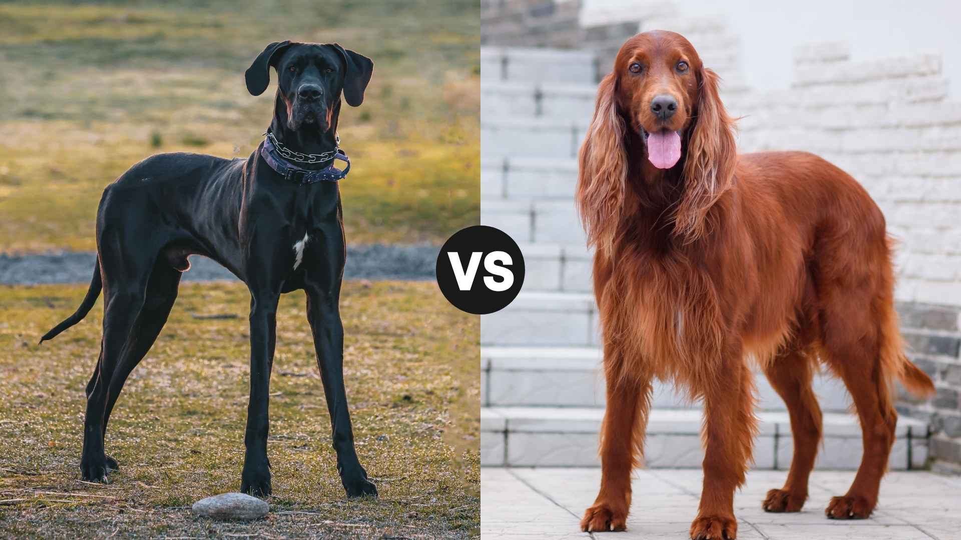 Great Dane vs. Irish Setter: Full Breed Comparison