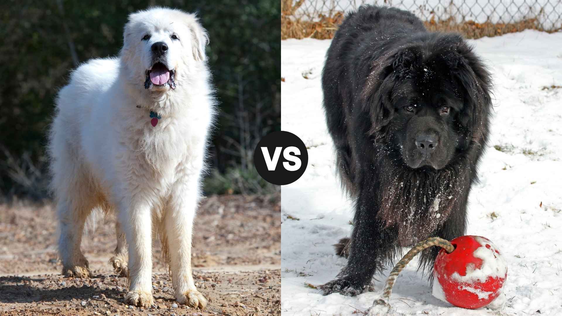 Great Pyrenees vs. Newfoundland: Which Dog Is Better for Families?