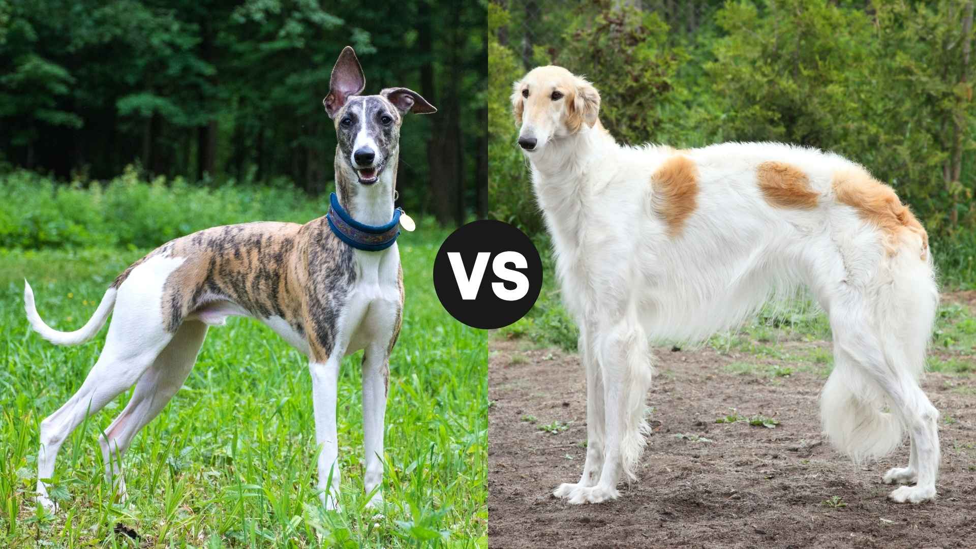 Greyhound vs. Borzoi: Picking the Right Sighthound for You