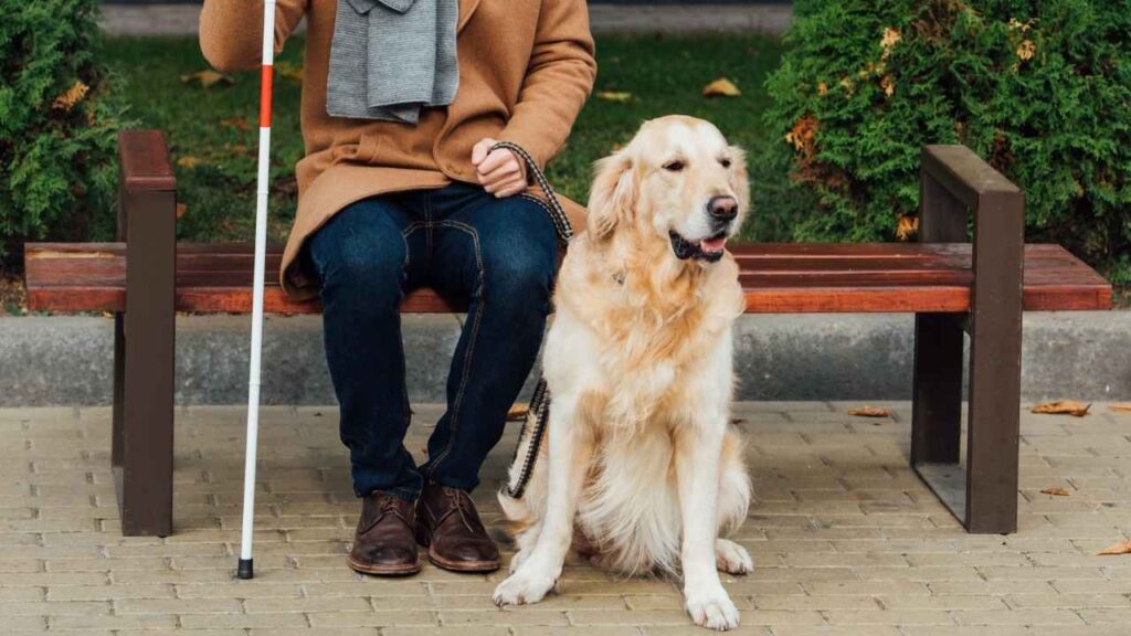 Guide Dogs (Seeing-Eye Superstars)