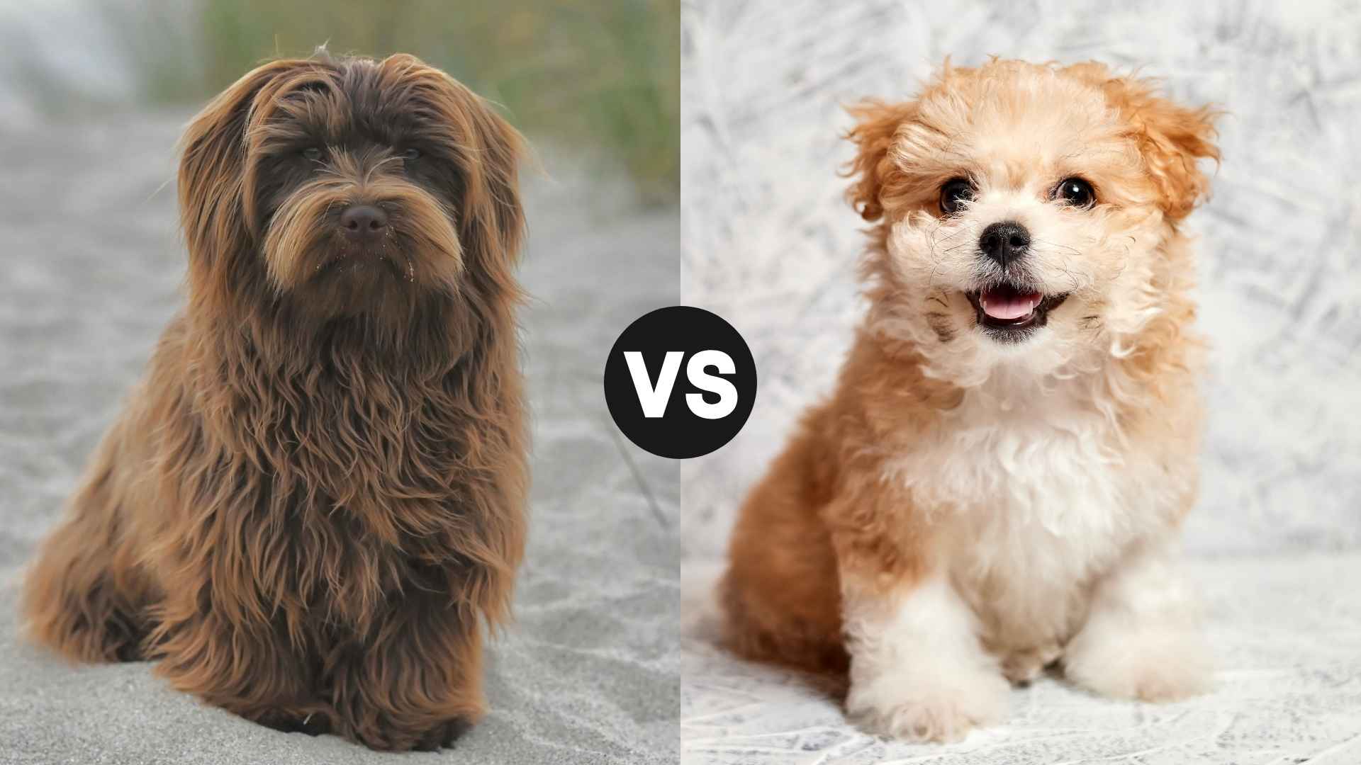 Havanese vs. Maltipoo: The Ultimate Comparison for New Dog Parents