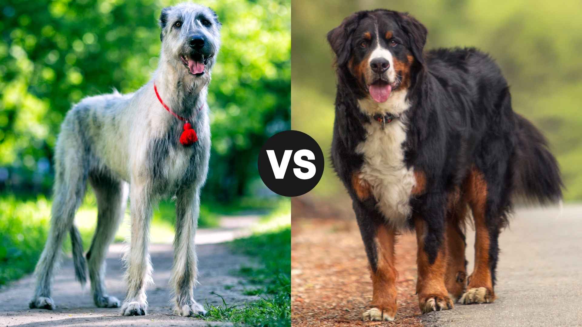 Irish Wolfhound vs. Bernese Mountain Dog: Which Breed Fits Your Lifestyle?