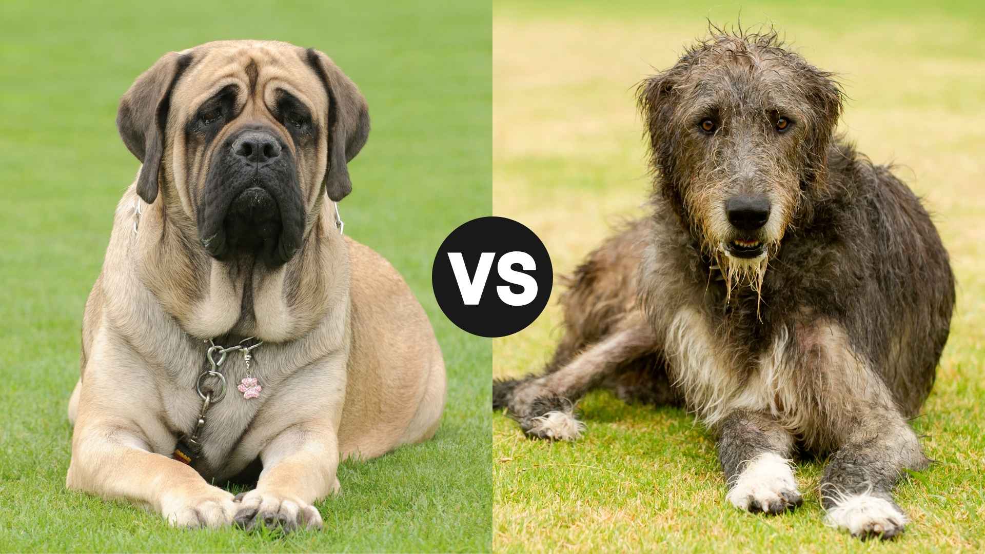Irish Wolfhound vs. English Mastiff: Key Differences You Must Know
