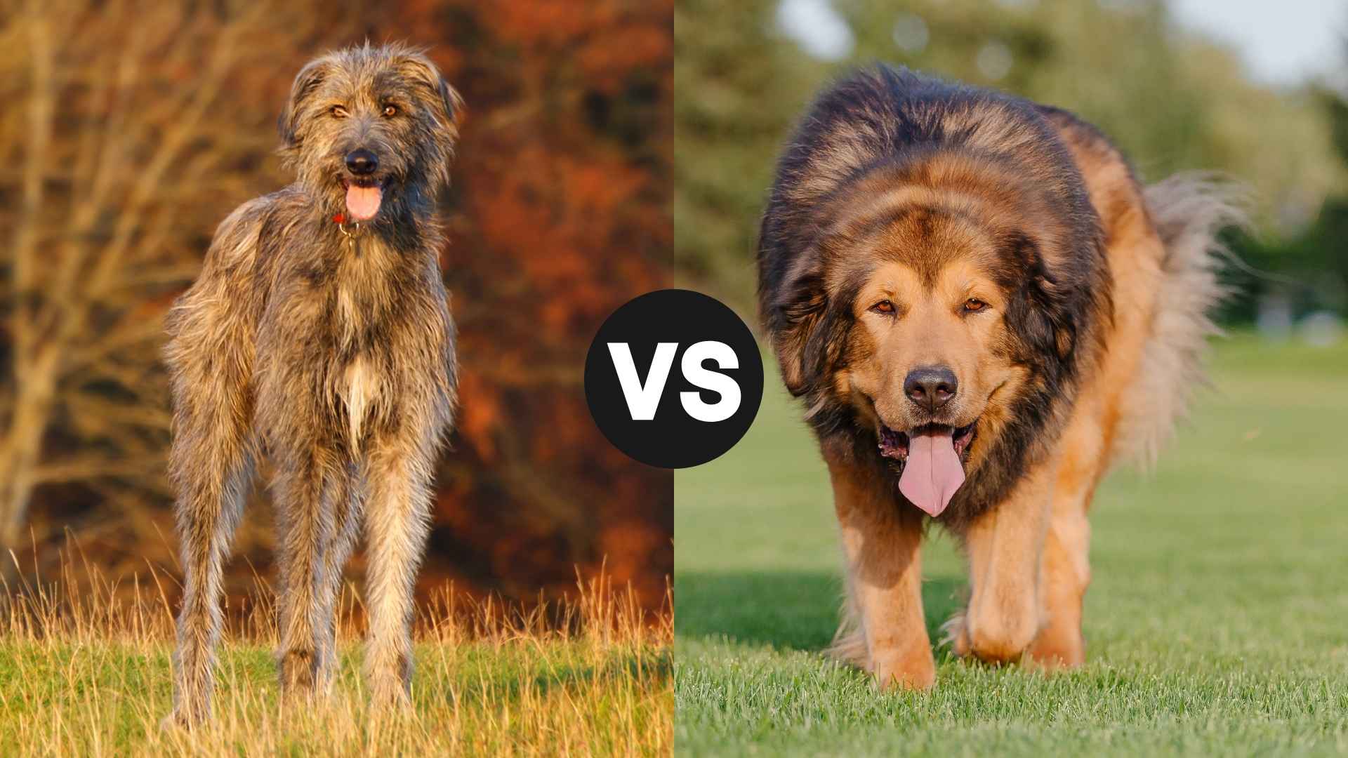 Irish Wolfhound vs. Tibetan Mastiff: Complete Guide to These Powerful Breeds