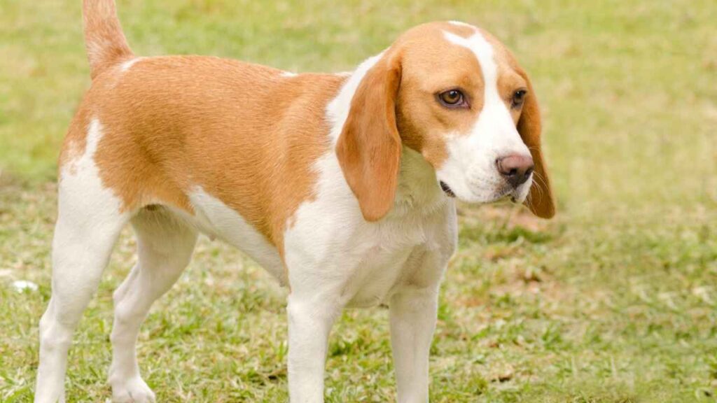 Istrian Coarse-haired Hound