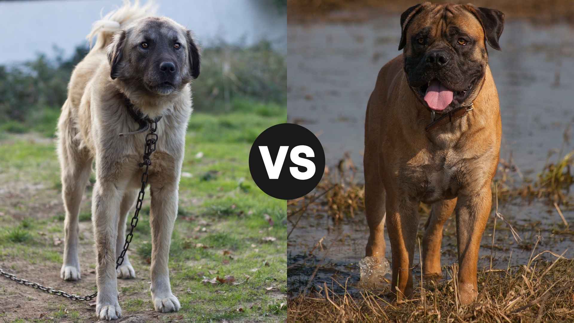 Kangal vs. Boerboel: A Deep Dive Into Two Mighty Dog Breeds