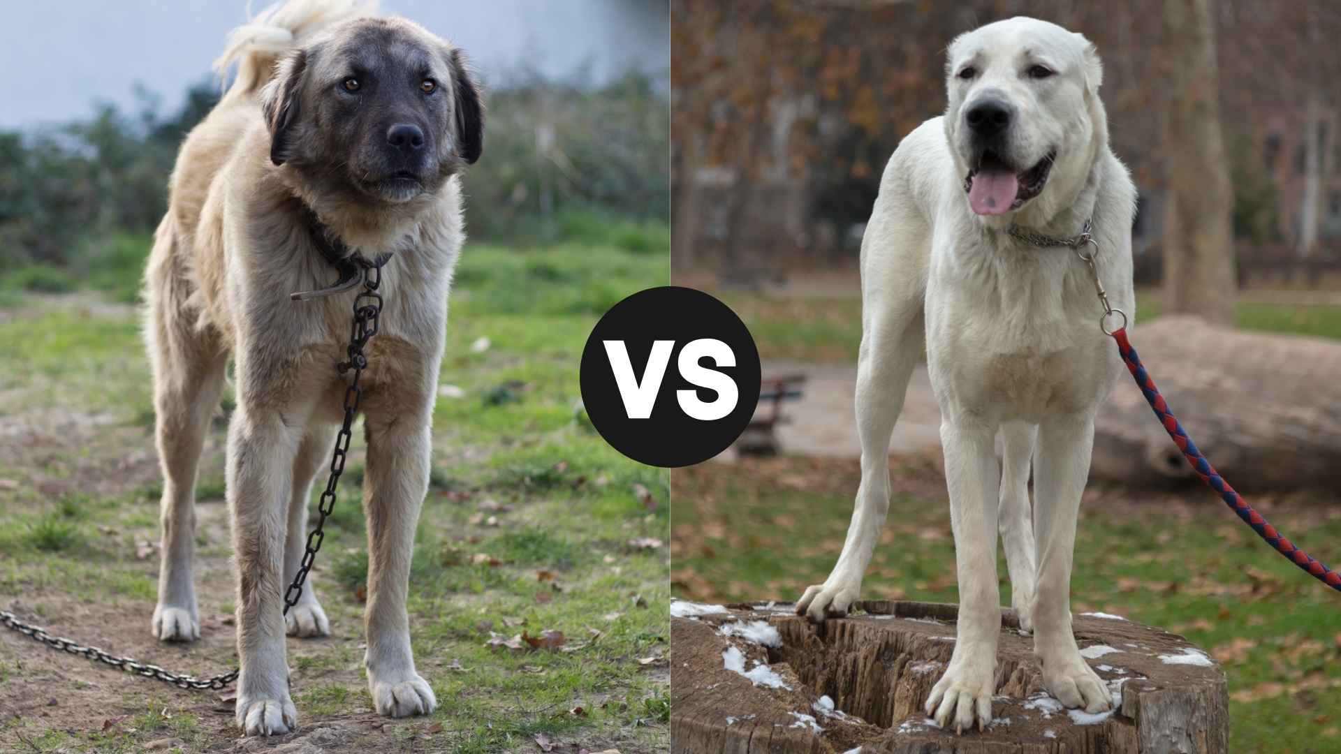 Kangal vs. Central Asian Shepherd: Which Guardian Reigns Supreme?