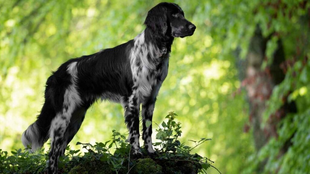 Kleine Münsterländer