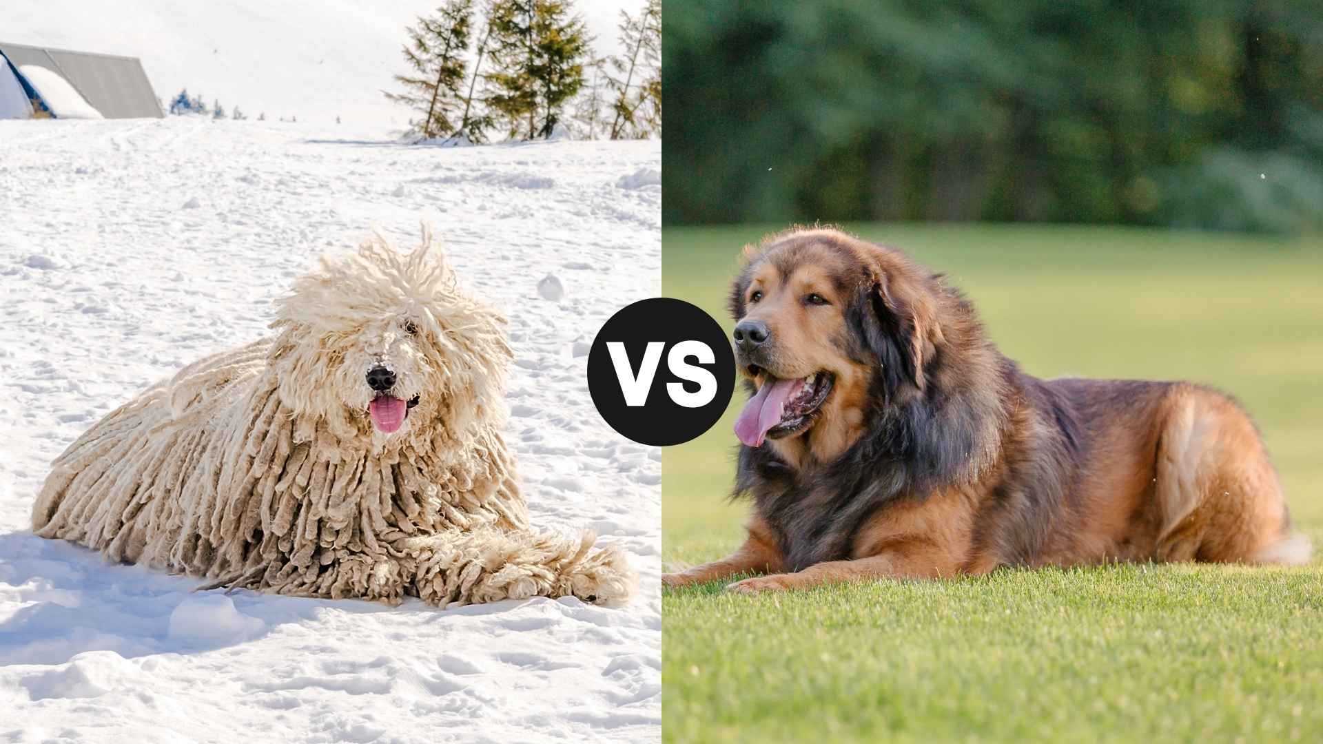 Komondor vs. Tibetan Mastiff: Which breed suits your lifestyle better?