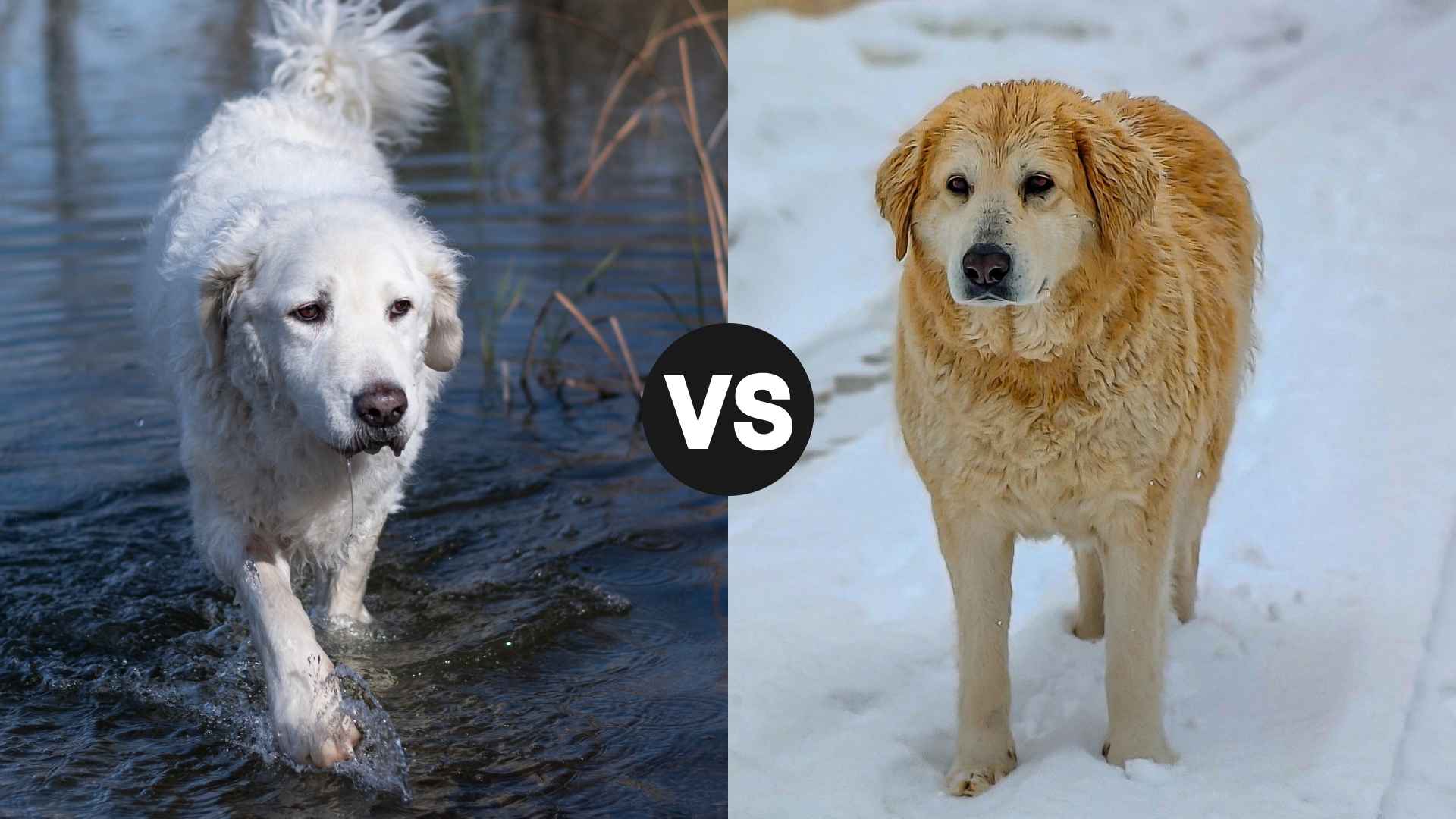 Kuvasz vs. Great Pyrenees: Which Guardian Dog Fits Your Lifestyle Best?