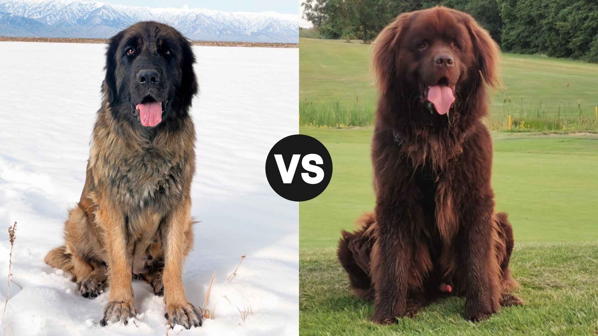 Leonberger vs Newfoundland: Which Gentle Giant Is Right for You?