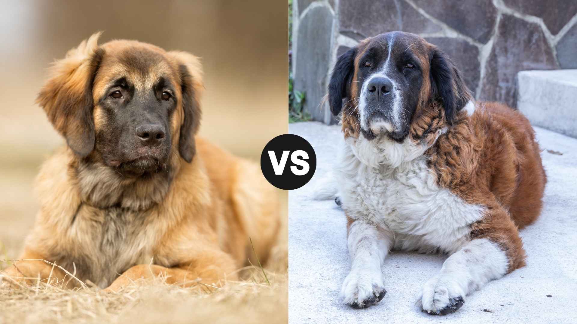 Leonberger vs. Saint Bernard: Which Giant Dog Is Right for You?