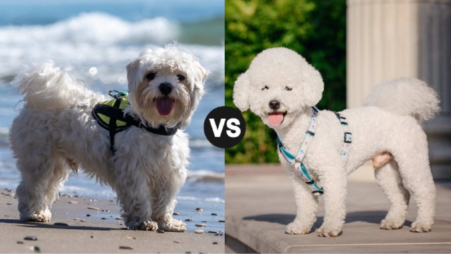 Maltese vs. Bichon Frise: Which Small Dog Breed Is Perfect For You?