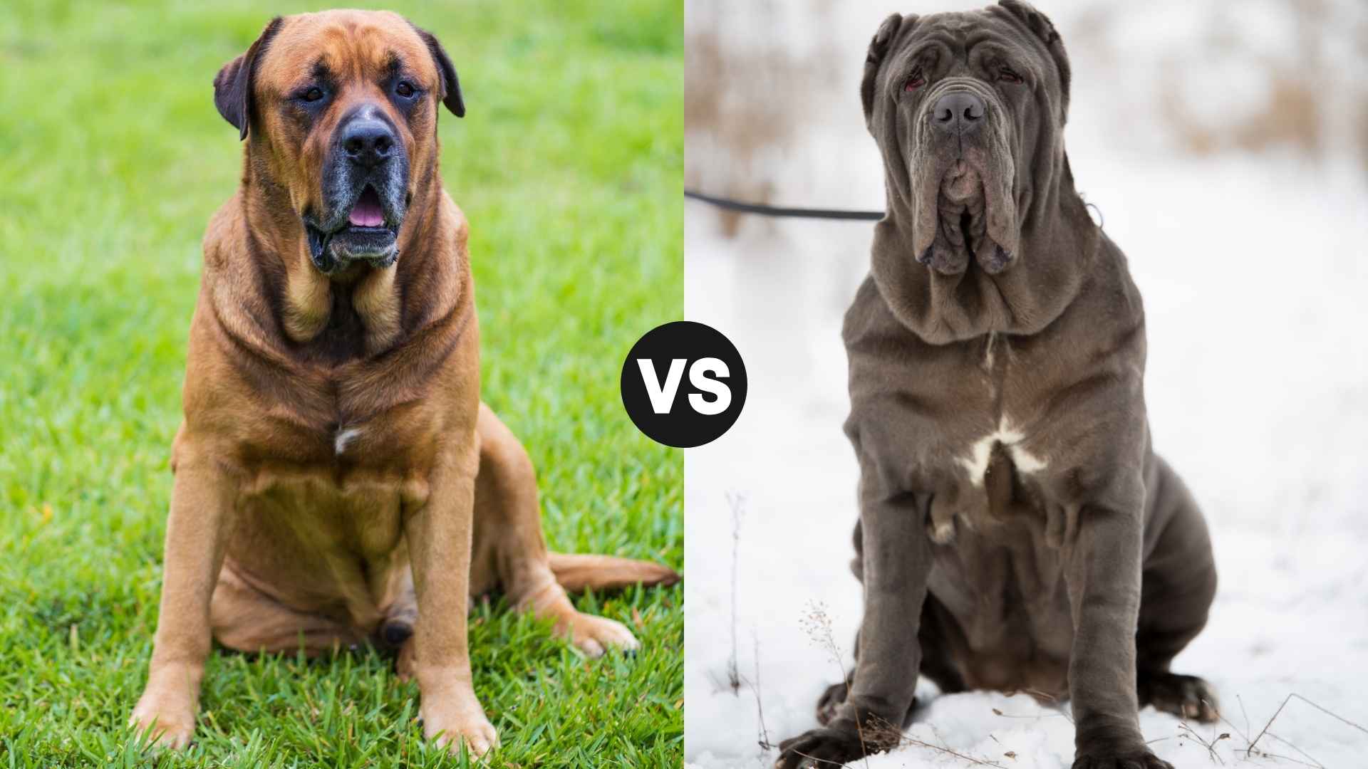 Mastiff vs. Neapolitan Mastiff: Choosing the Ideal Guardian for Your Home