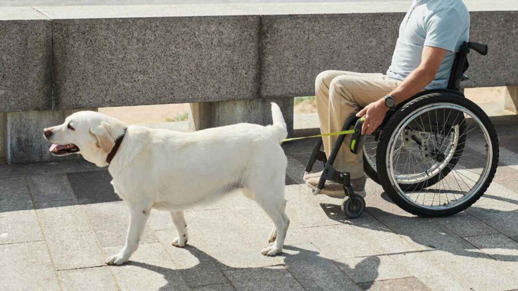 Mobility Assistance Dogs (Helping Hands with Paws)