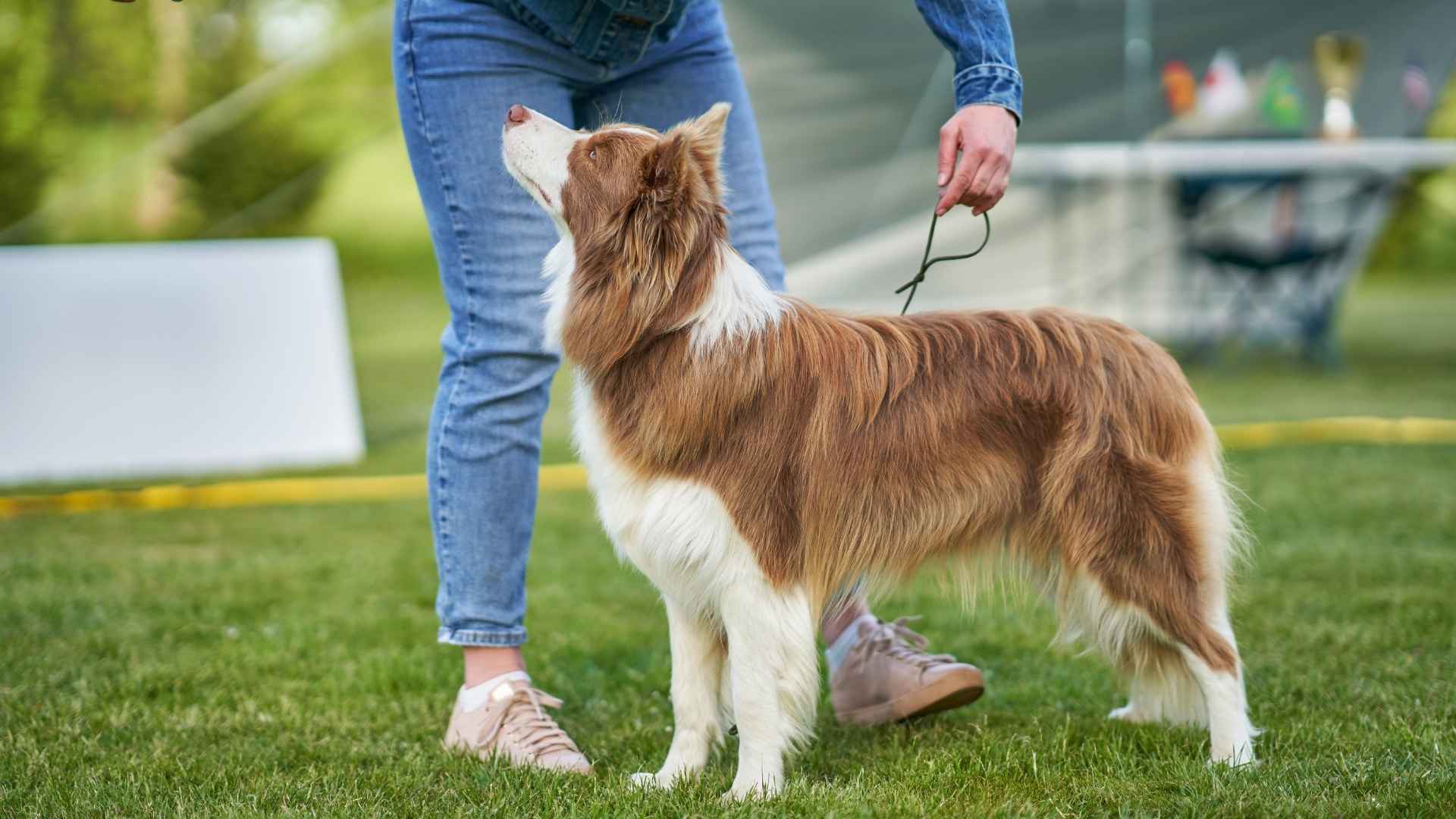 Most Easy To Train Dog Breeds That Follow Commands Like a Pro