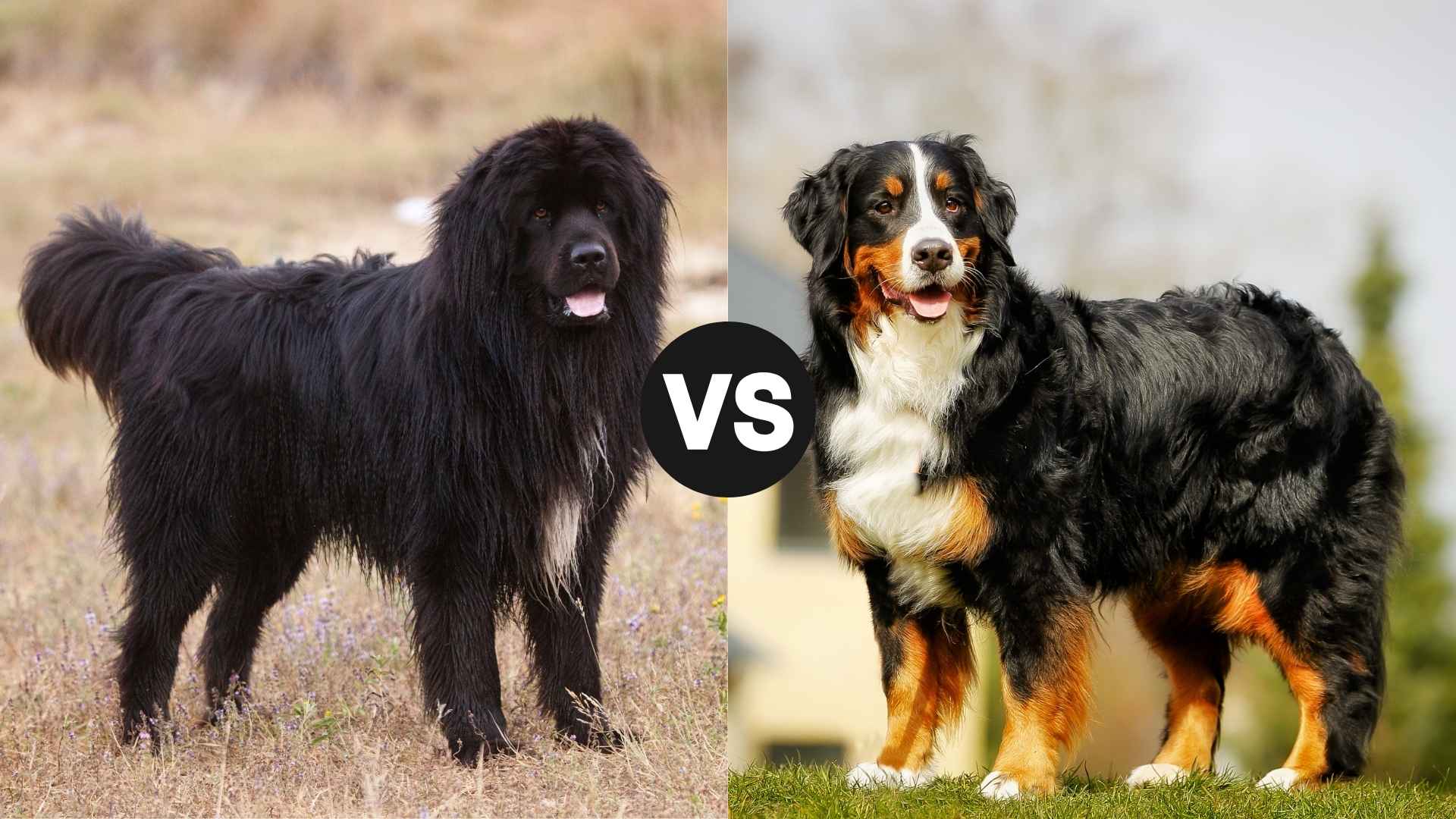 Newfoundland vs. Bernese Mountain Dog - Which Dog Fits You?