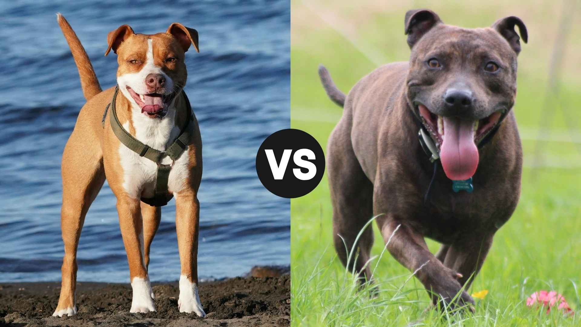 Pit Bull vs. Staffordshire Bull Terrier – Breaking Down the Differences