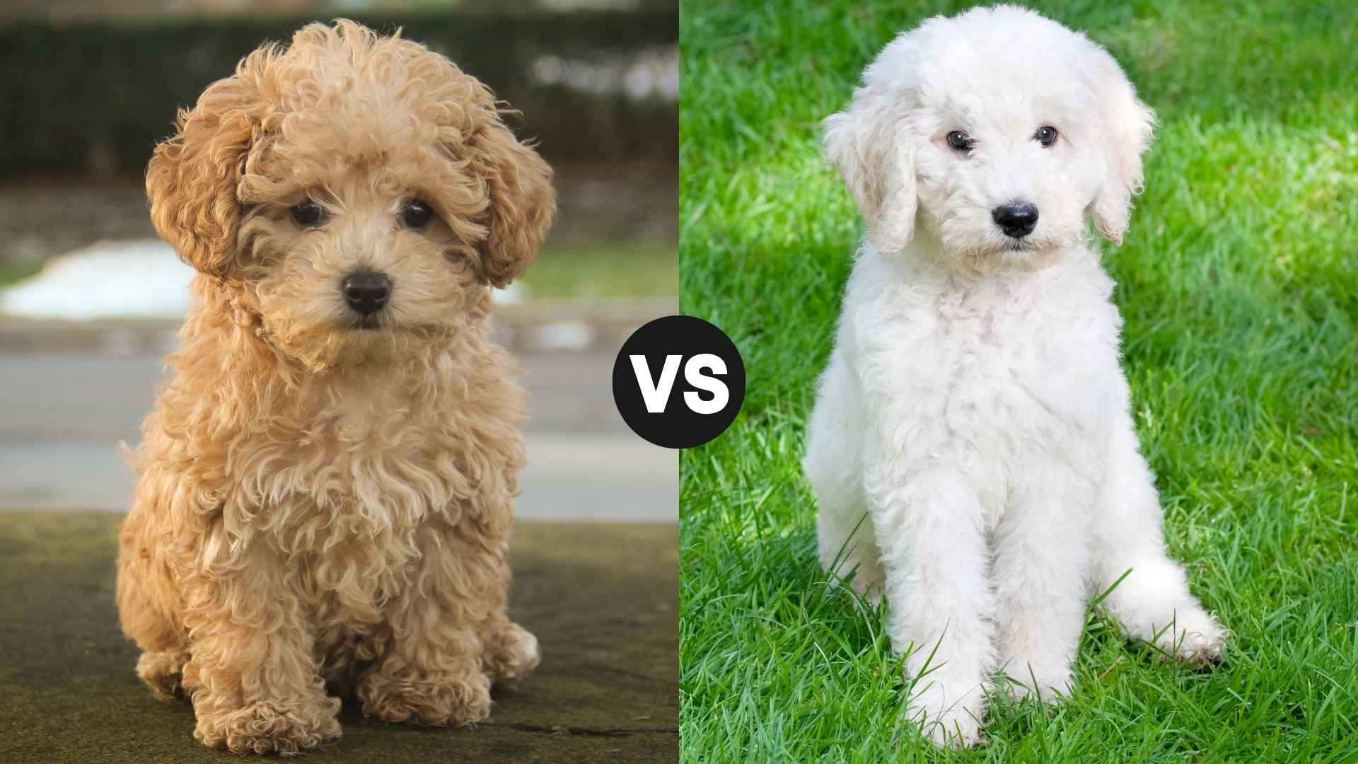 Poodle vs. Labradoodle: What’s the Best Doodle for You?