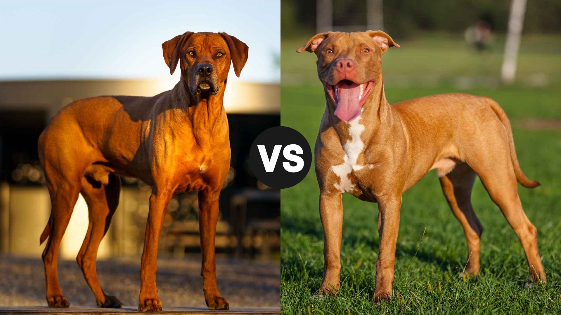 Rhodesian Ridgeback vs. Pit Bull: The Ultimate Comparison