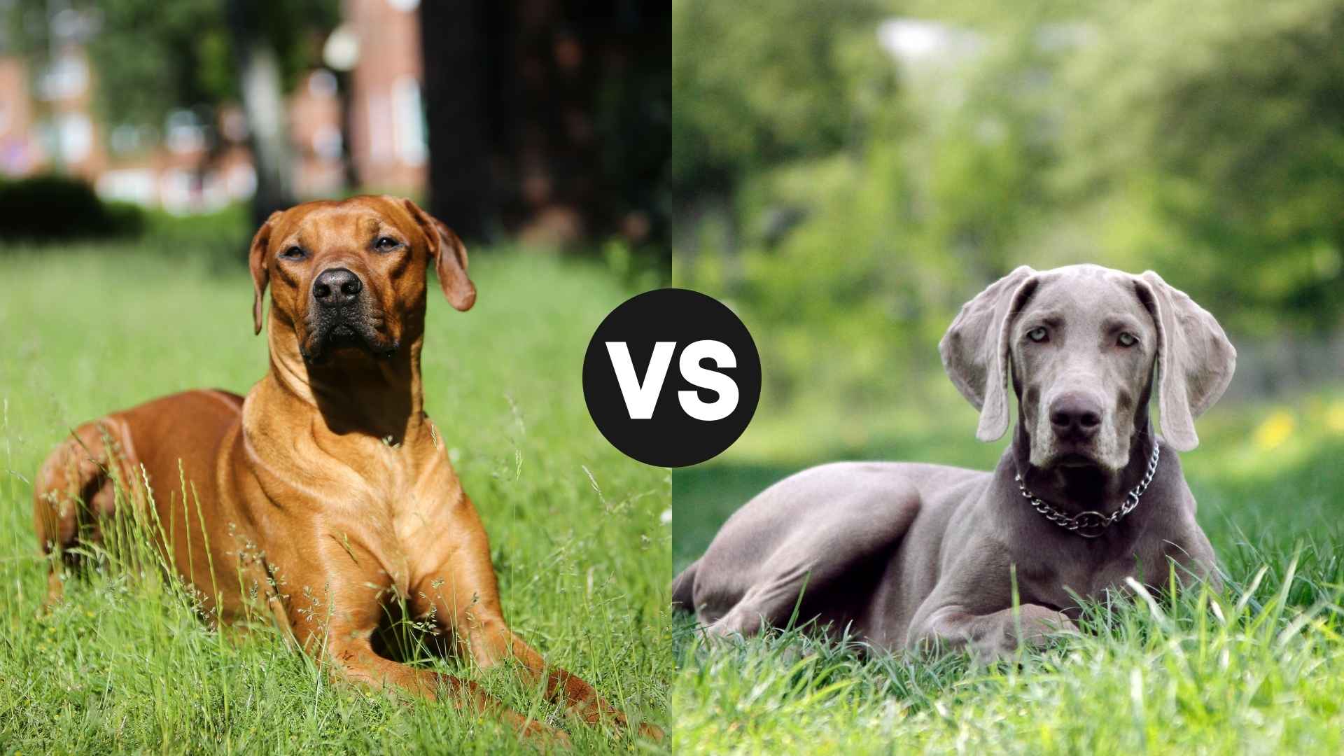 Rhodesian Ridgeback vs. Weimaraner: Which Dog Rules the Yard?