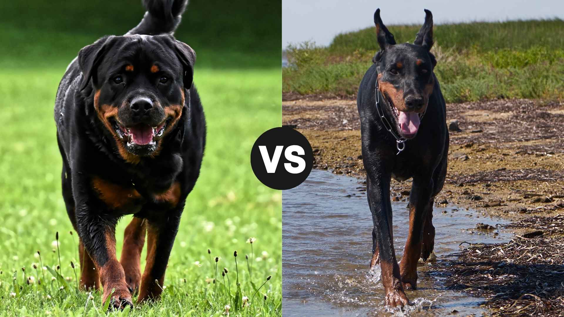 Rottweiler vs. Doberman Pinscher: A Complete Breed Comparison Guide