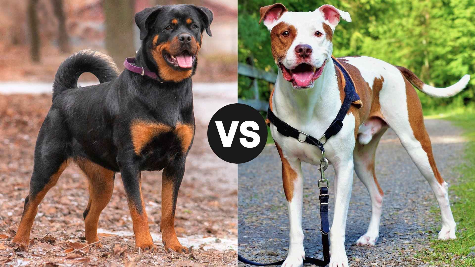 Rottweiler vs. Pitbull: Which Breed Is Right for You?