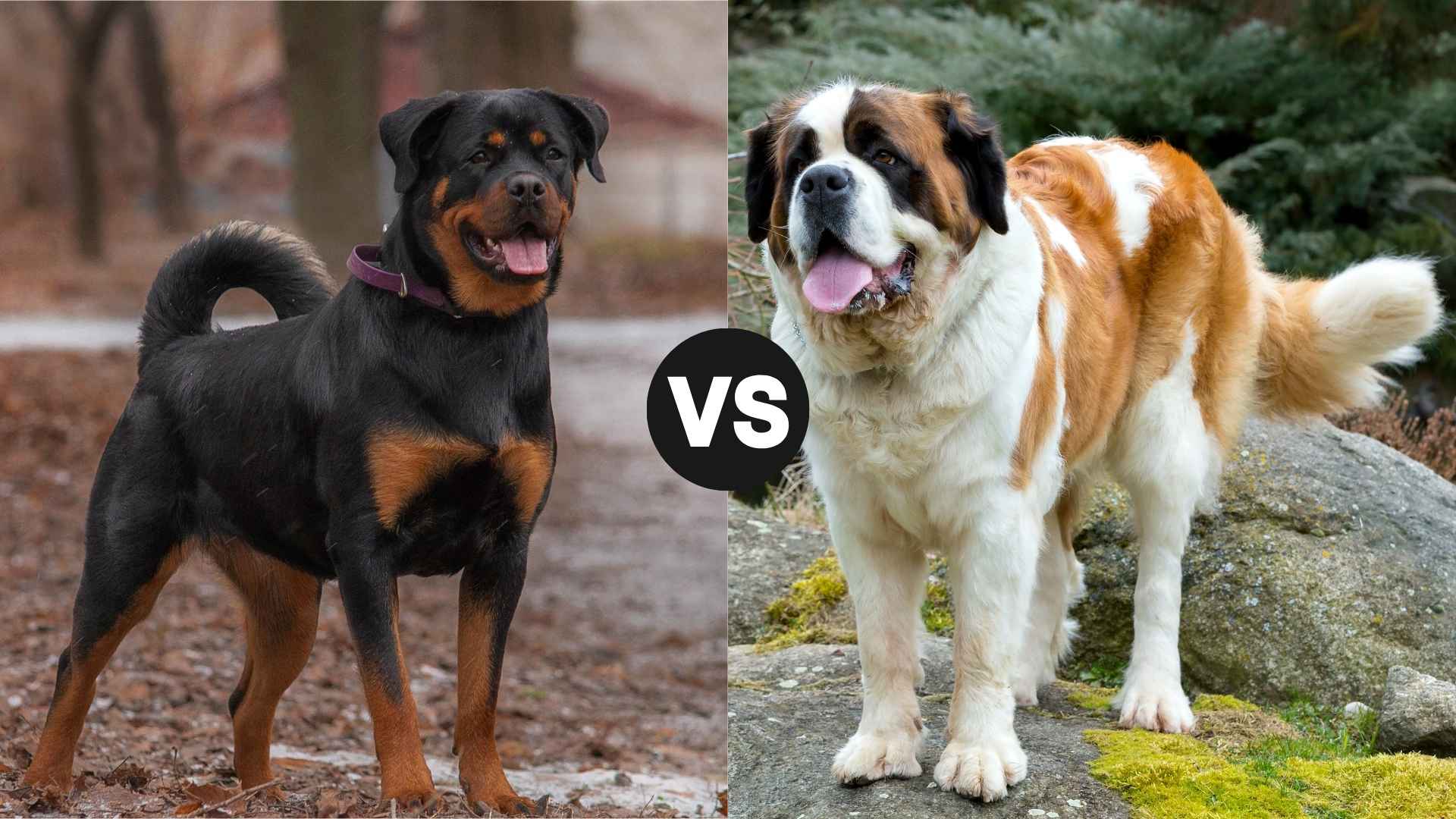 Rottweiler vs. Saint Bernard: Which Breed Suits Your Lifestyle Better?