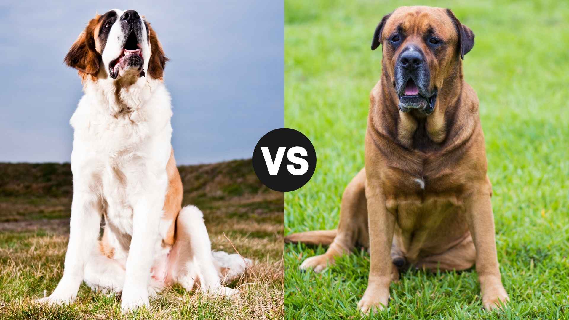 Saint Bernard vs. Mastiff: Which Giant Breed Is Right for You?