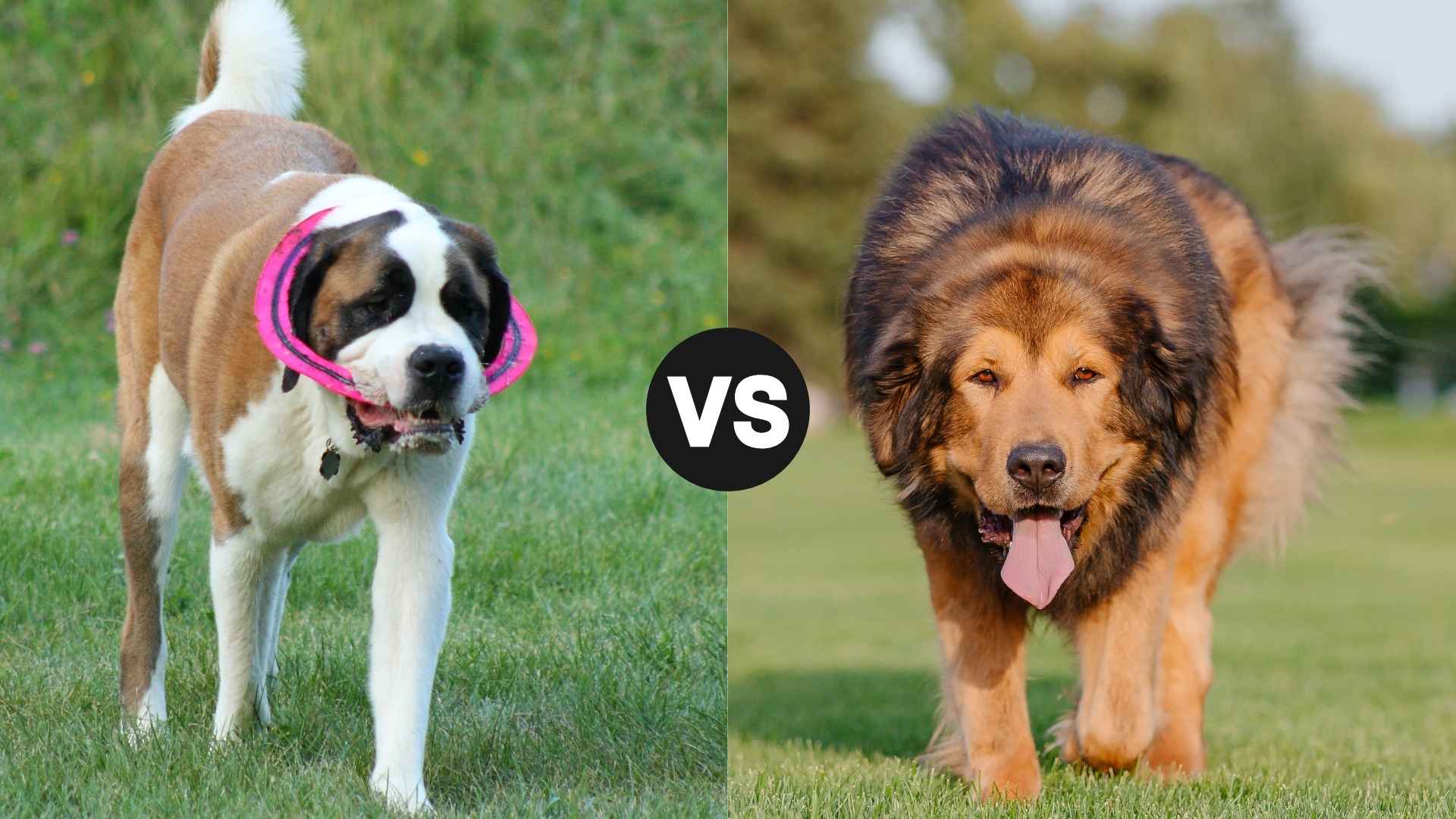 Saint Bernard vs. Tibetan Mastiff: Detailed Comparison of Two Majestic Breeds