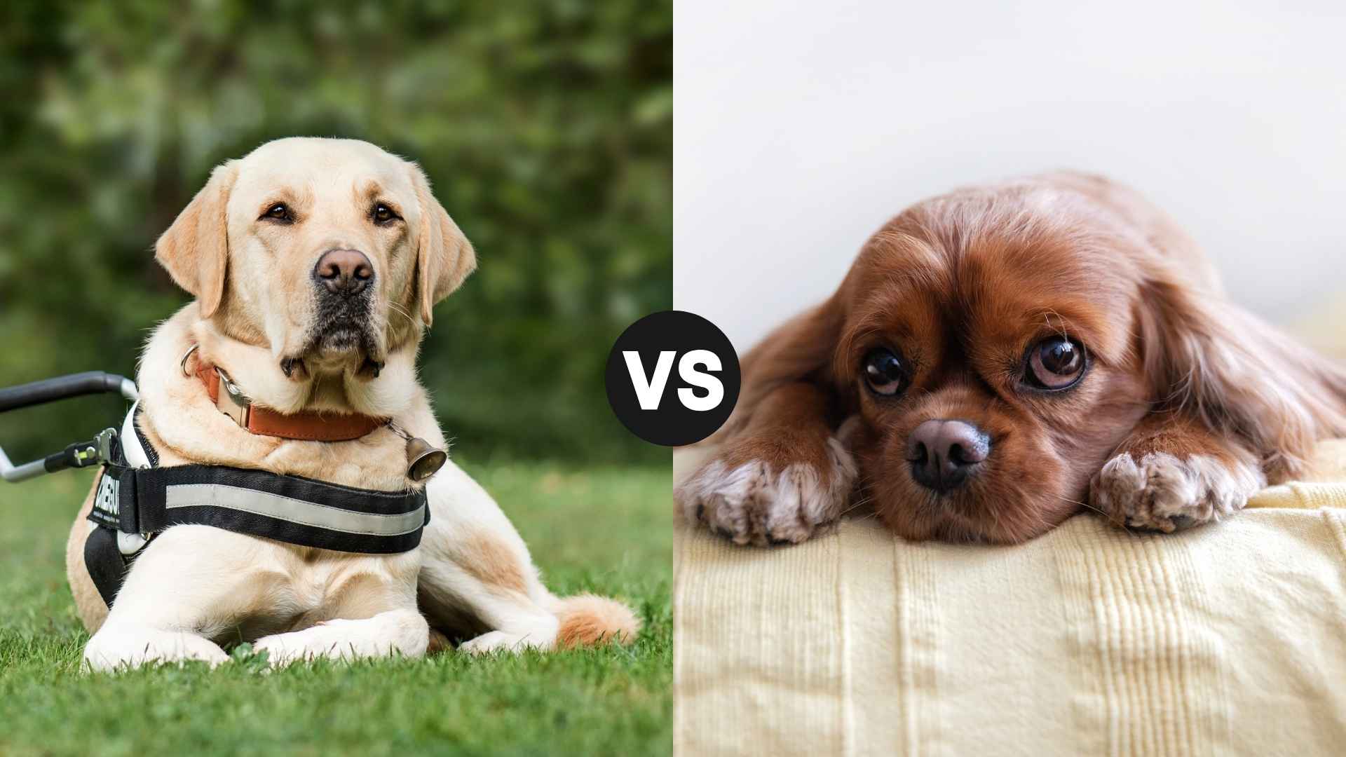 Service Dog vs. Emotional Support Dog: What’s the Real Difference?