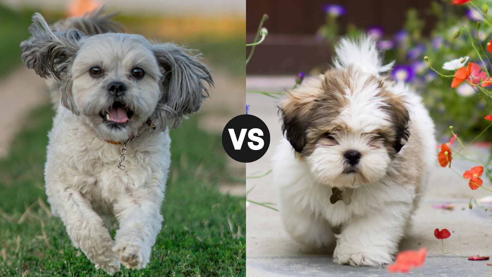 Shih Tzu vs. Lhasa Apso – Who’s the Top Dog?
