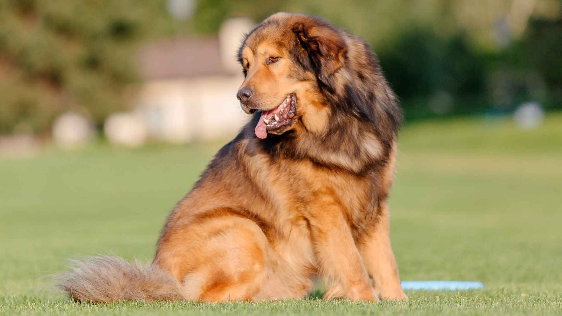 The 7 Coolest Dog Breeds: The Swoon-Worthy Canine Heroes