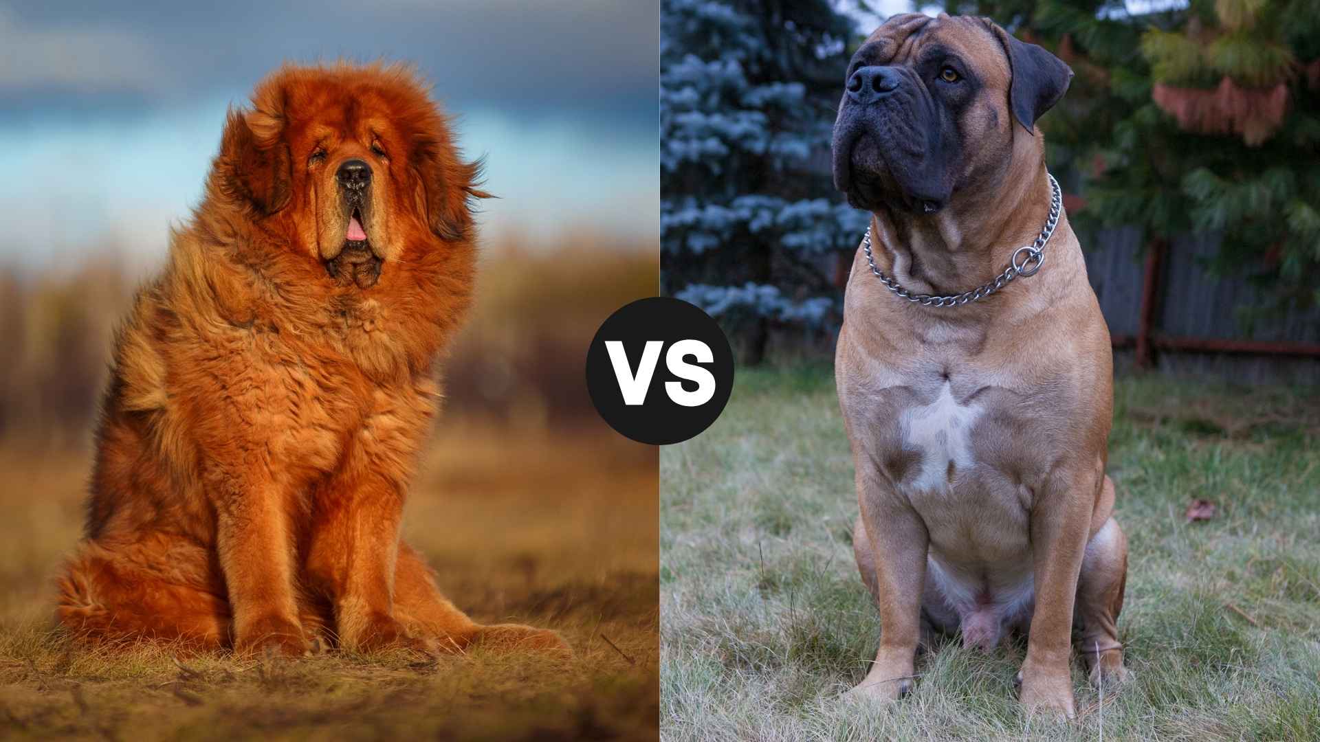 Tibetan Mastiff vs. Boerboel: Which is Right for You?