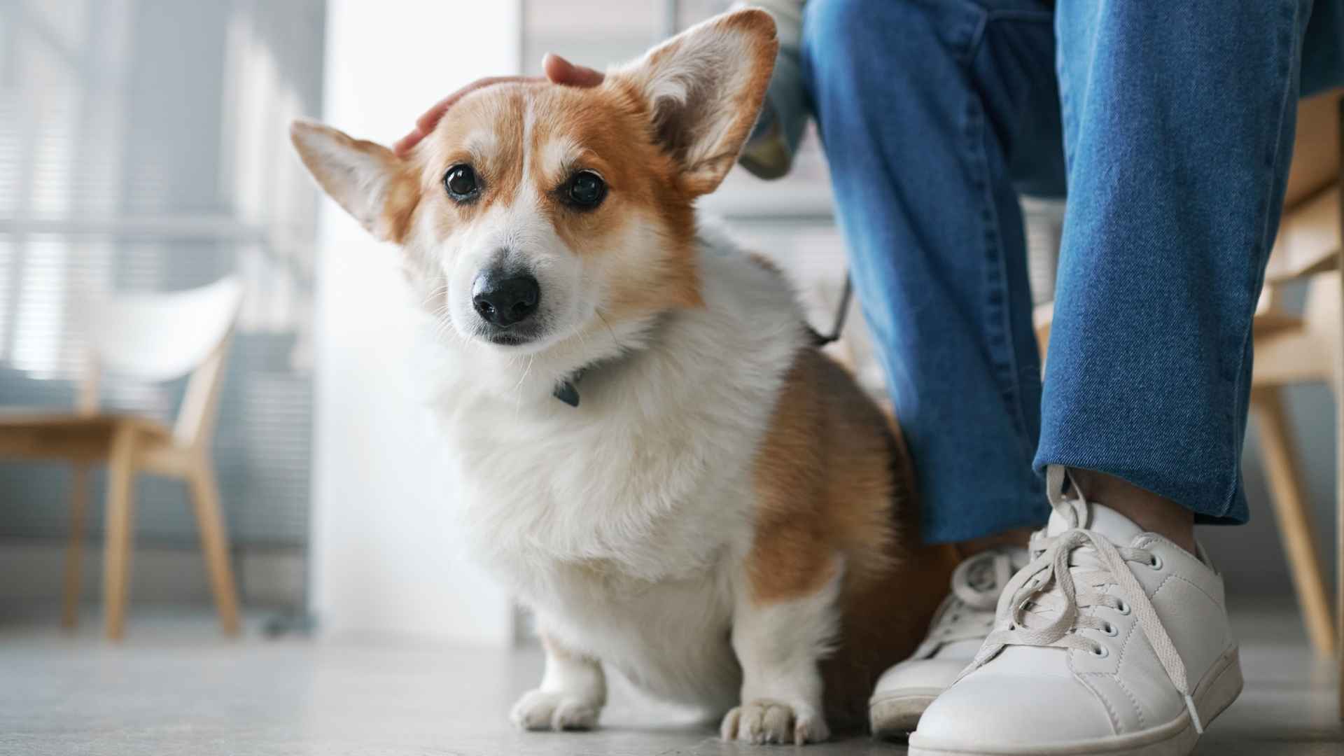 Top 10 Cost-Effective Dog Breeds for Budget-Conscious Pet Owners