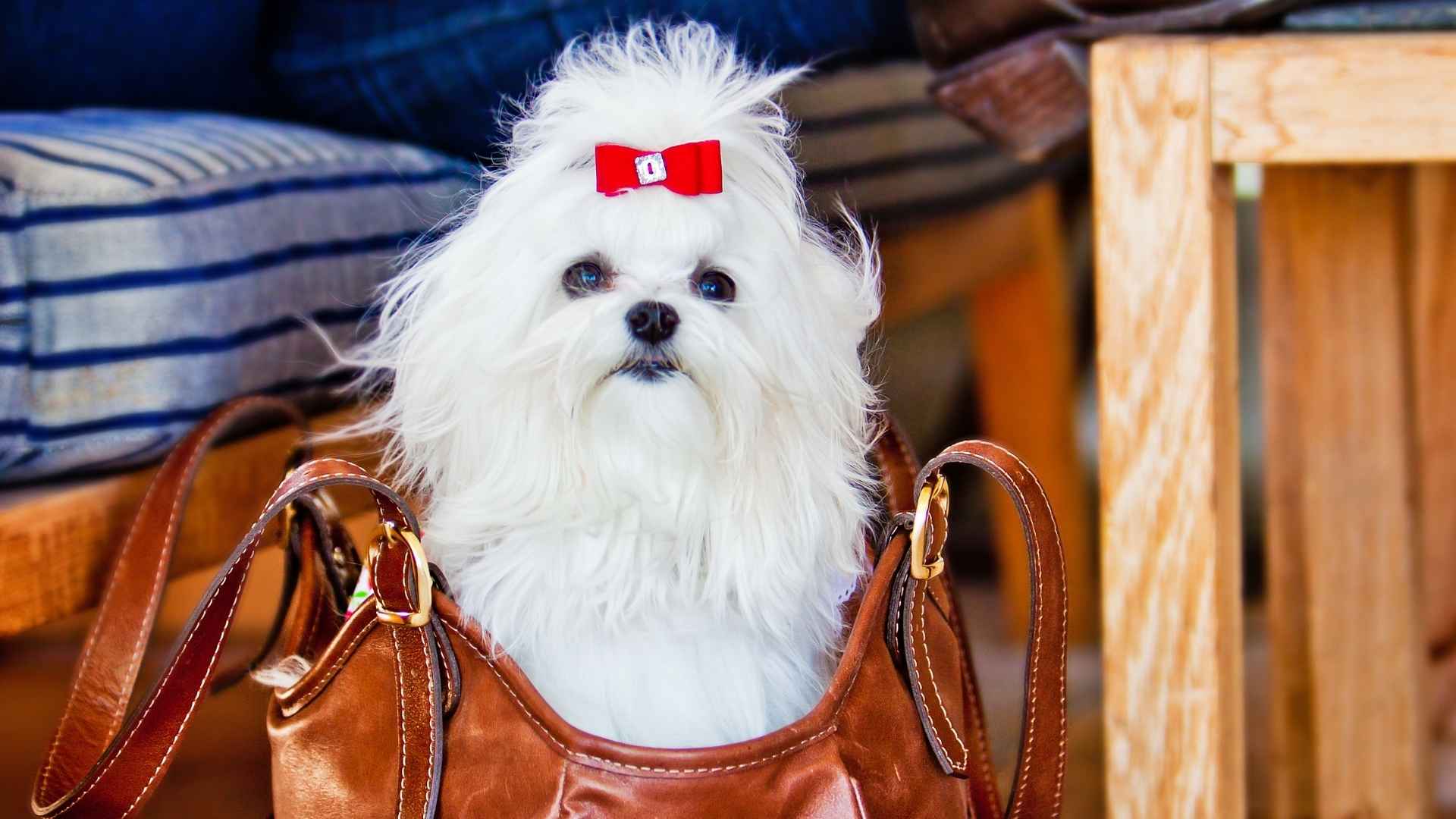 Top 10 Cutest Pocket-Sized Dog Breeds that will Perfectly Fit in your heart