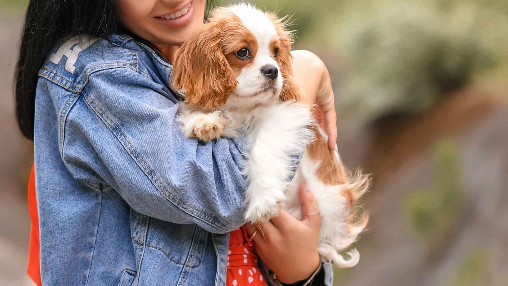 Top 10 Dog Breeds For Therapists That Offer Emotional Support