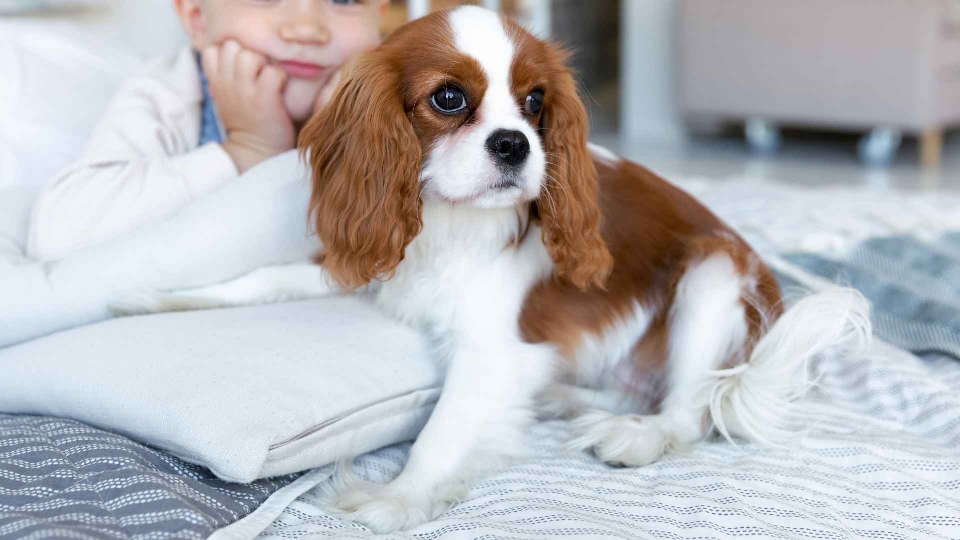 Top 10 Dog Breeds That Are Natural Babysitters for Your Little Ones