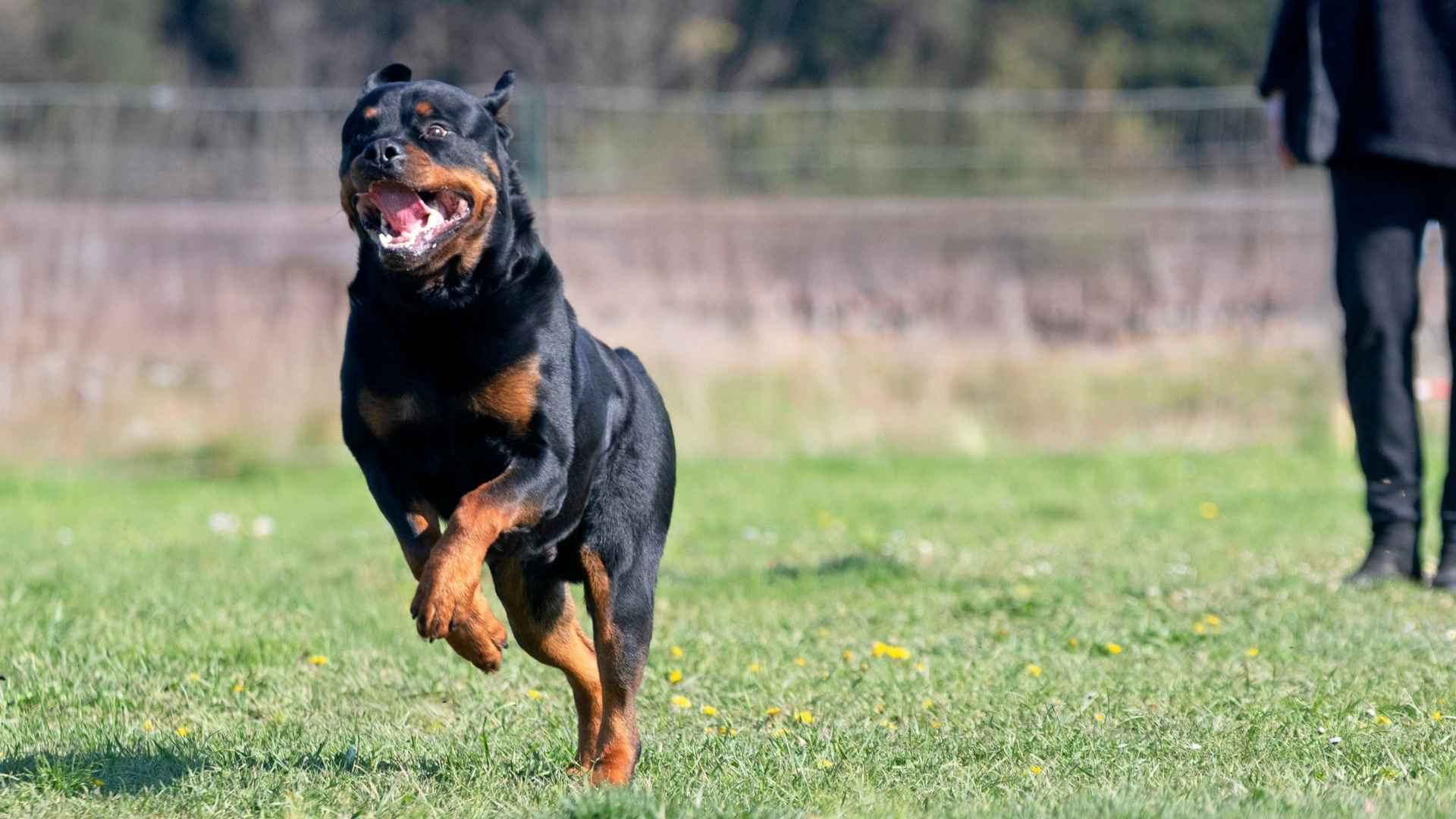 Top 10 Dog Breeds That Can Be Trained Without Treats And Only Need Praise