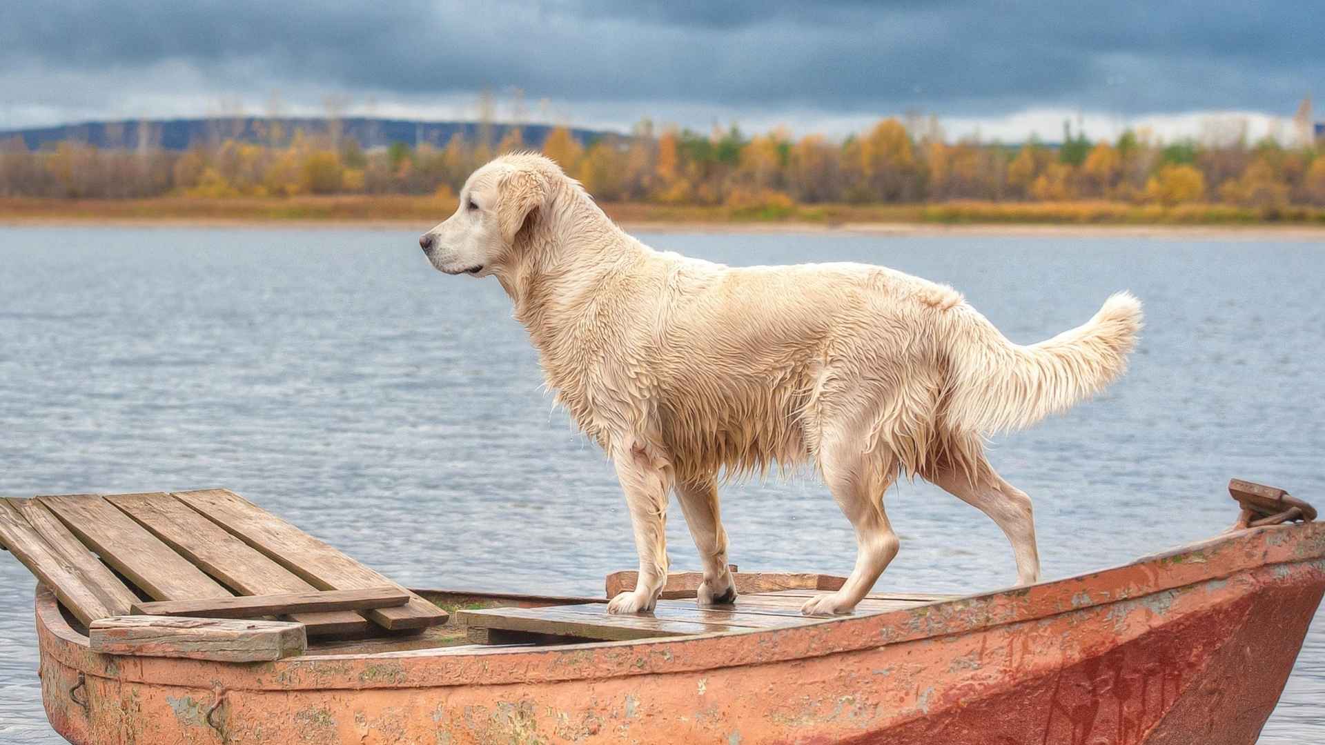 Top 10 Dog Breeds That Do Well On Boats for Your Nautical Adventures