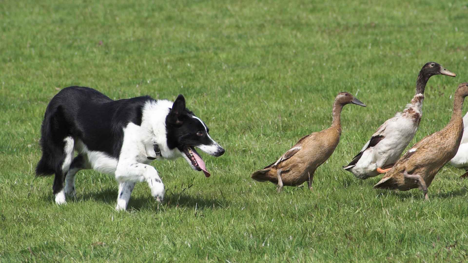 Top 10 Dog Breeds That Excel in Herding Ducks for Effective Management