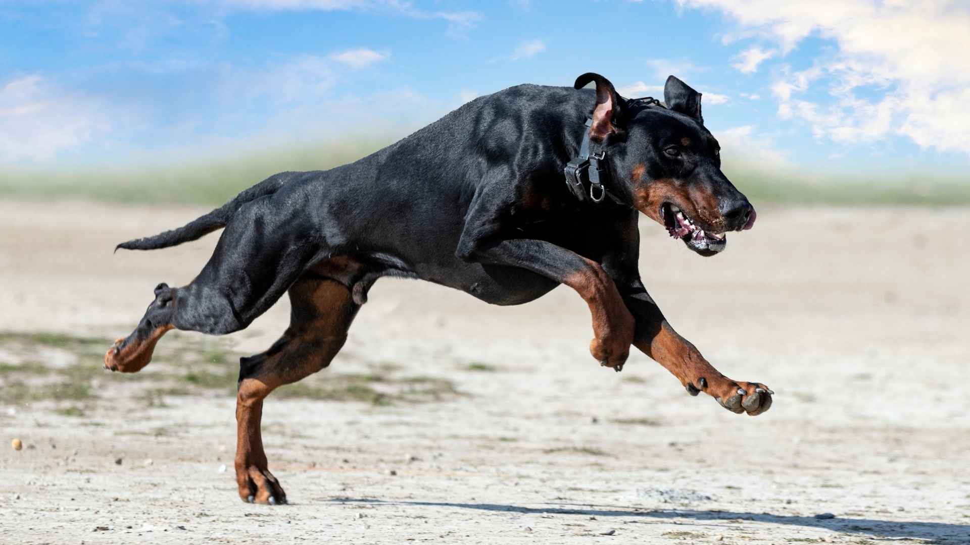 Top 10 Dog Breeds That Gain Muscle Fast (And How to Help Them Thrive)