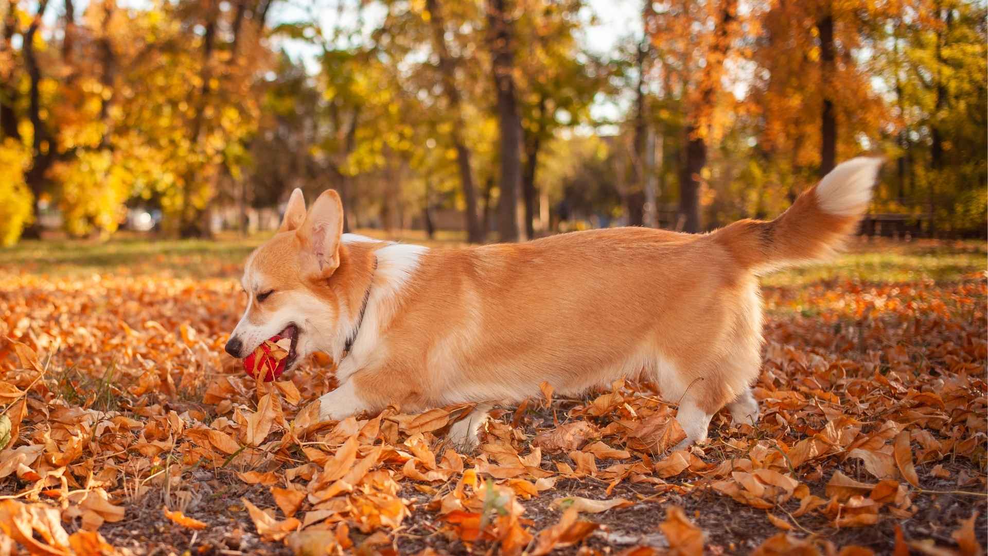 Top 10 Dog Breeds That Love Playing In Leaves and Can’t Resist Fall Fun