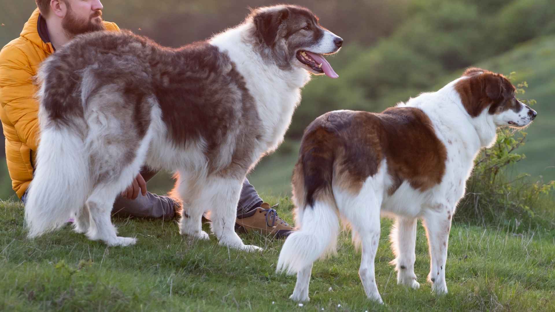 Top 10 Dog Breeds That Love Sunrise Hikes for Adventurous Mornings