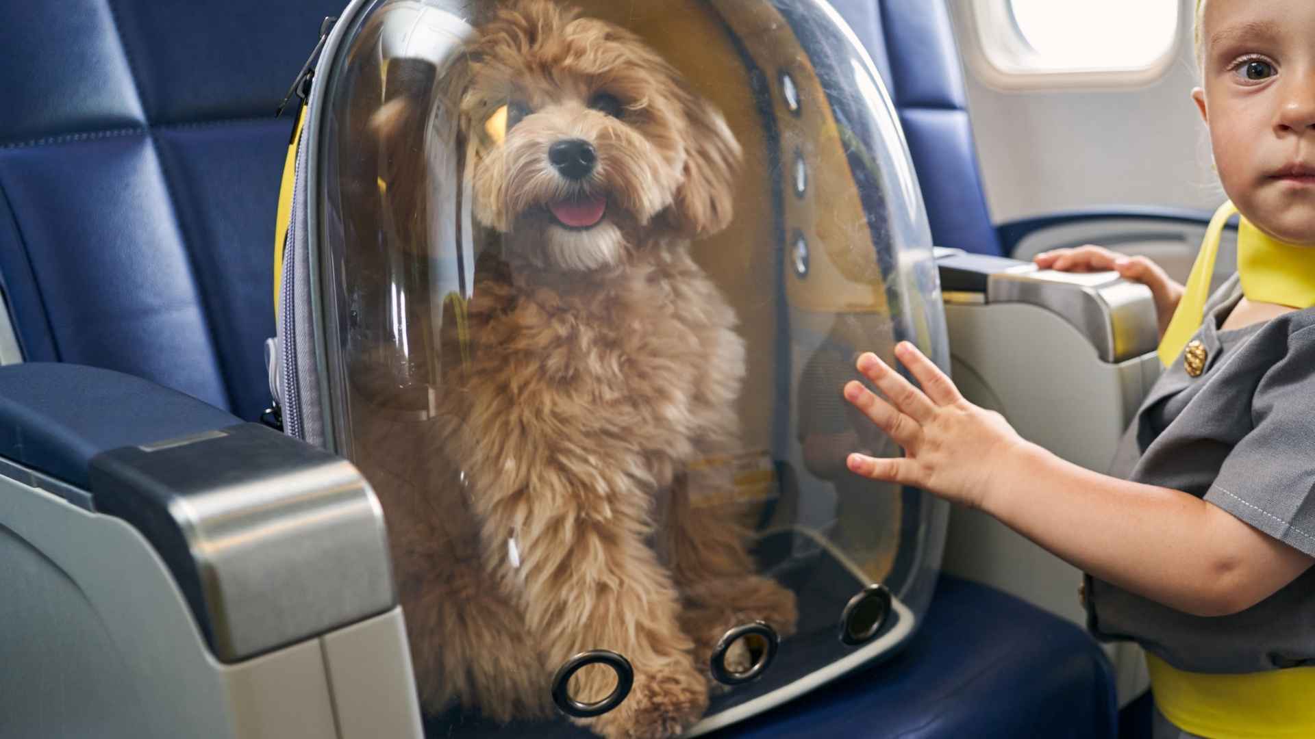 Top 10 Dog Breeds That Stay Chill on Flights for Stress-Free Travel