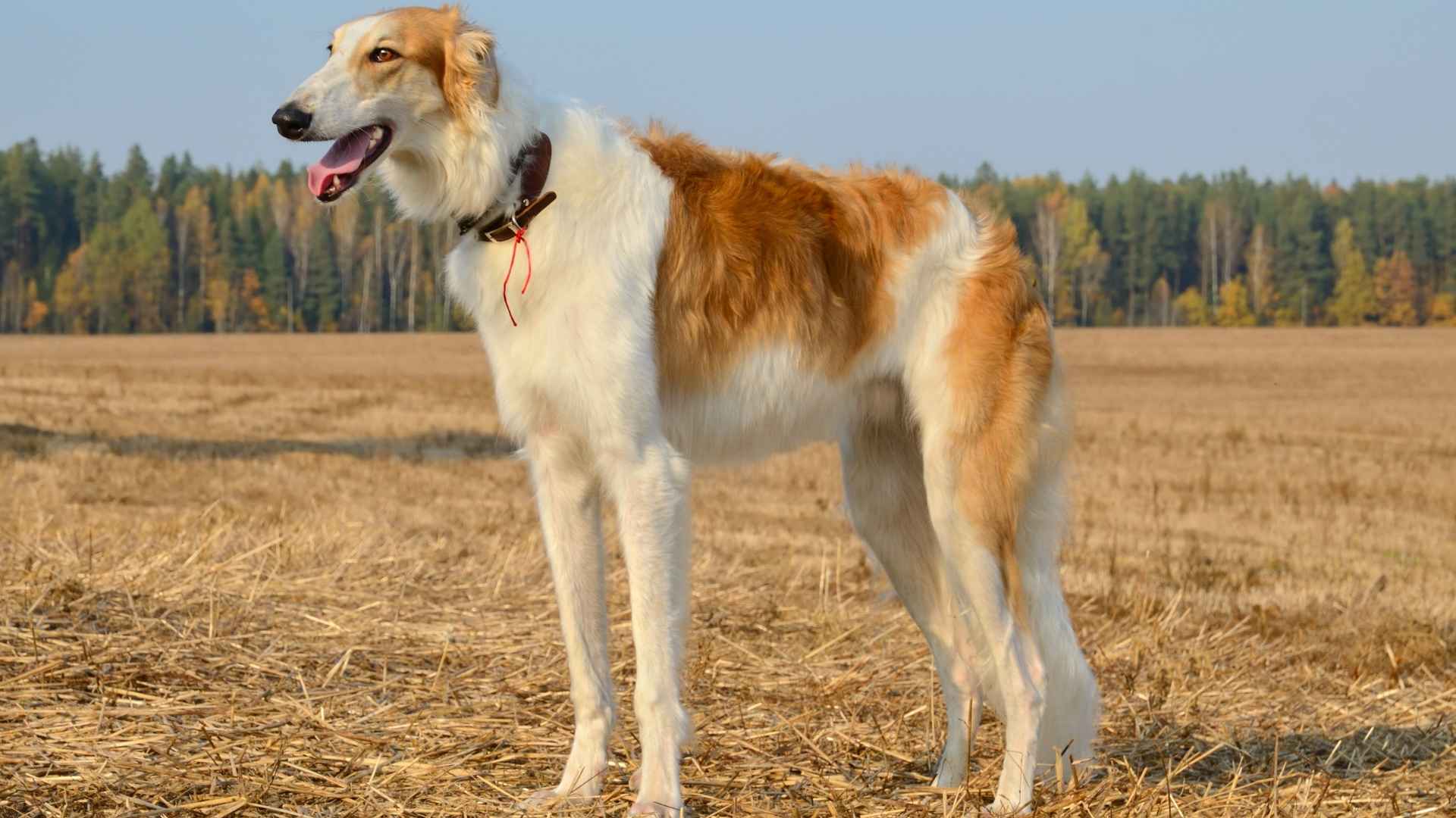 Top 10 Dog Breeds With Long Snouts Built for Speed and Smell