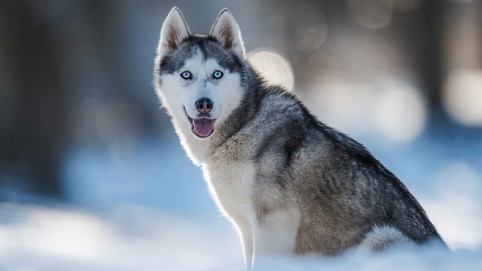 Top 10 Dog Breeds With Rare Blue Eyes You Don’t See Every Day