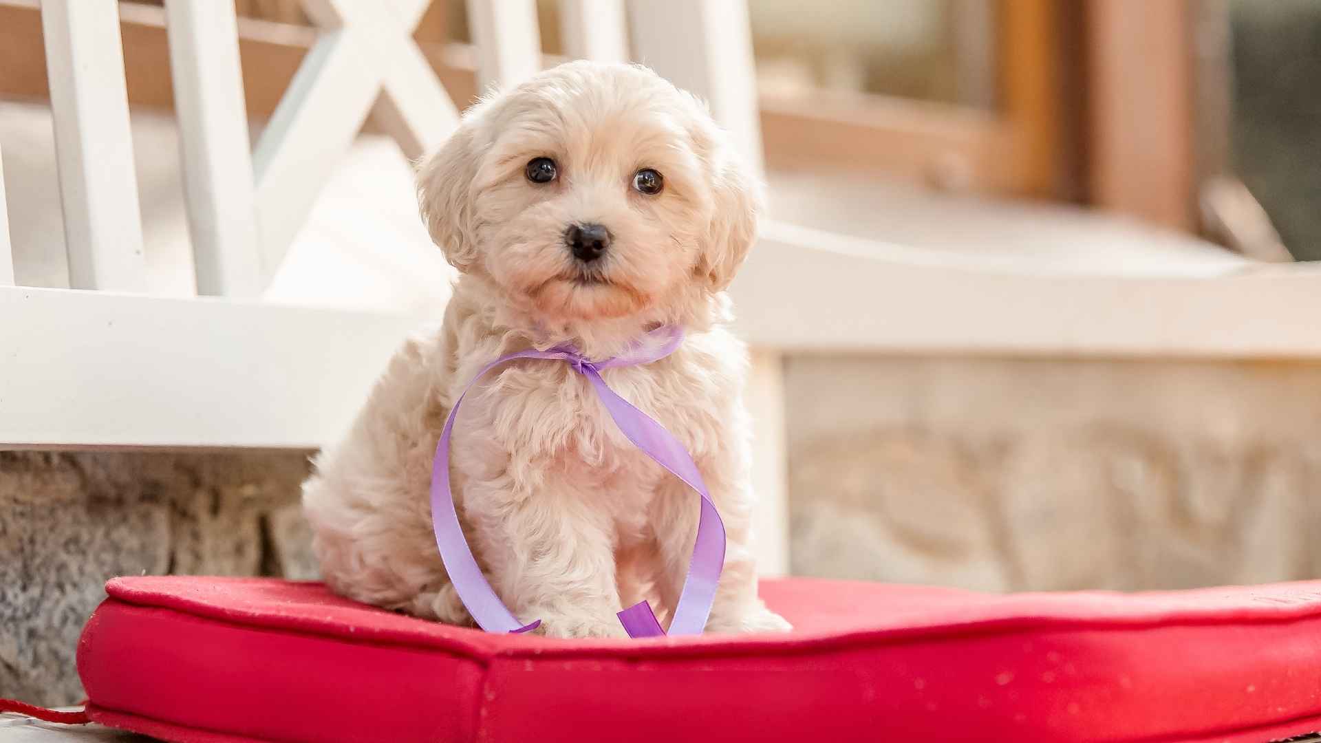 Top 10 Dog Breeds for Tiny Balconies That Fit City Life Perfectly